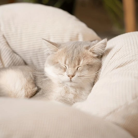 Nid de chat en bois massif, structure